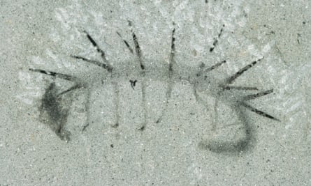 Hallucigenia sparsa fossil from the Burgess Shale.