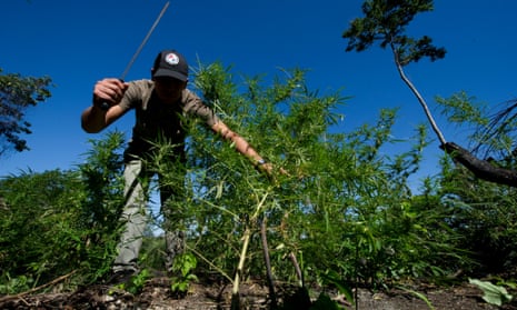 A Paraguayan SENAD (Antidrug National Agency) member cuts marijuana plants found in a marijuana grower's improvised camp into the woods in Pedro Juan Caballero, Paraguay