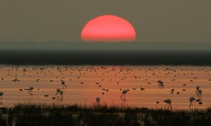 Flamengos in Donana national park. thebookongonefishing