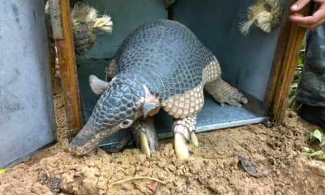 Famous baby giant armadillo found dead | Conservation | The Guardian