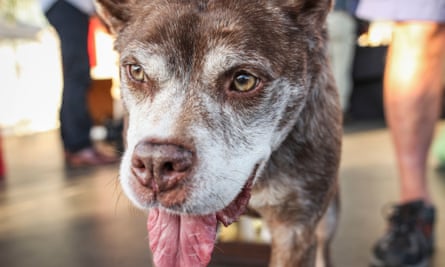 Quasi Modo, this year's winner, seen during the Worlds Ugliest Dog Contest 2015.