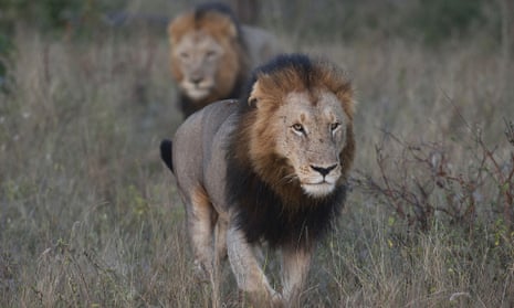 Two lions in South African national park