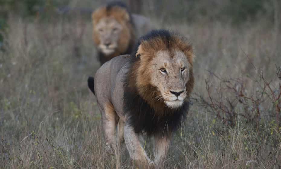 Two lions in South African national park