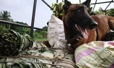 Sniffer dogs are the frontline troops in the battle against bushmeat.