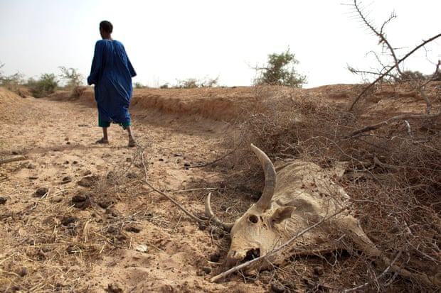 Herder Oumar Ba walks away after showing where one of his cows died, he says, of hunger, outside Dikka village, in the Matam region of northeastern Senegal
