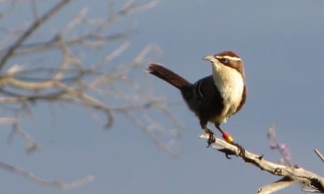 Chestnut-crowned babbler