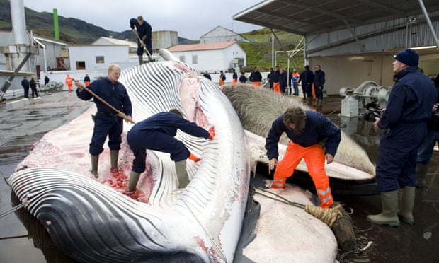 POLL: Should Iceland be sanctioned for approving the killing of hundreds of whales? POLL: Should Iceland be sanctioned for approving the killing of hundreds of whales?