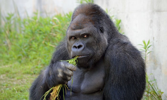 Meet Shabani the gorilla, the internet's latest unlikely crush | Animals | The Guardian