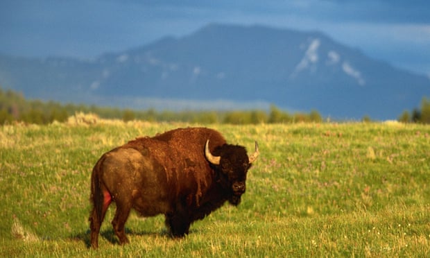 Bison are fast, unpredictable and dangerous, Yellowstone national park officials have warned after several attacks on tourists.
