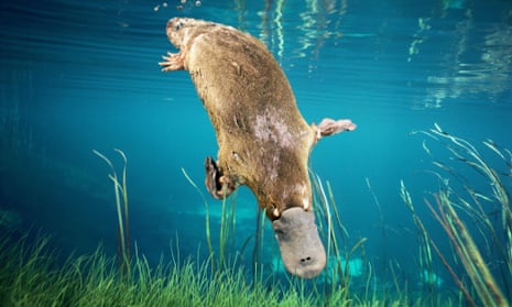 The platypus, Ornithorhynchus anatinus, spends more of its time in so-called REM sleep than any other mammal. Photograph: Dave Watts/Alamy