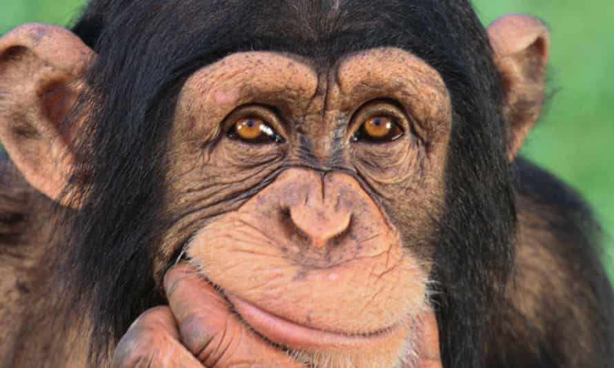 Chimps like chips. They would be cooking if they could Science The