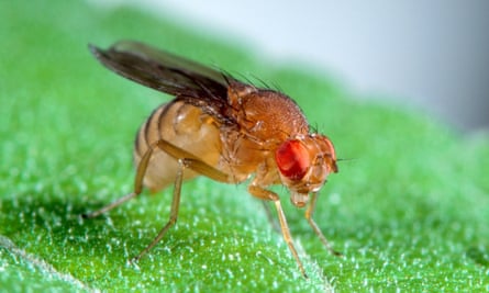 Drosophila fruit fly.