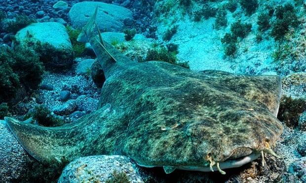 40% of Europe sharks and rays face extinction, says IUCN