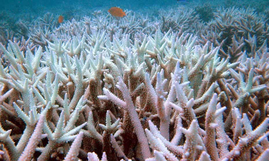 In this photo released by Centre of Marine Studies, The University of Queensland,  fish swim amongst bleached coral near the Keppel Islands in the Great Barrier Reef, Australia.
