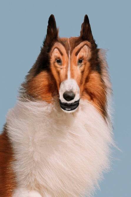 Reconstructed Lassie, 2012, by John Waters.