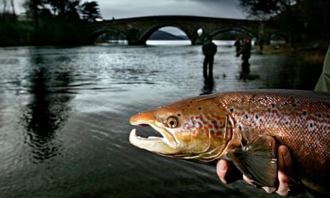 The small numbers of invading salmon are unlikely to pose a threat to Britain’s native wild Atlantic salmon.