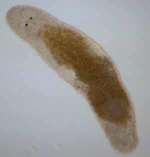 The hermaphrodite flatworm, <em>Macrostomum hystix, </em>which can self-fertilise by injecting sperm into its own head.