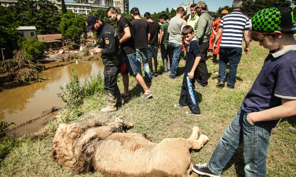 Media coverage of Tbilisi’s flood focused on the zoo animals, despite the deaths of 19 people in the disaster.