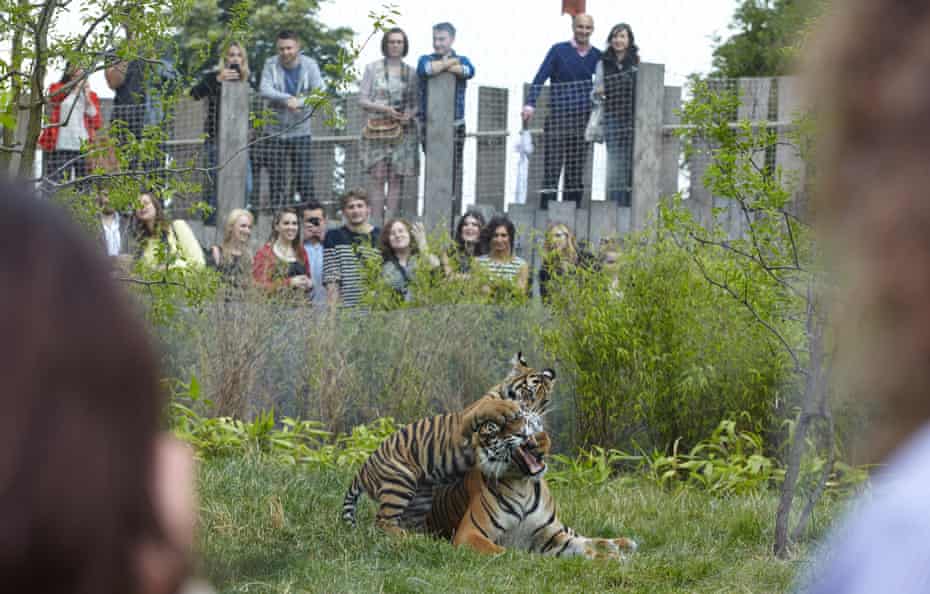 On Friday nights throughout the summer, London Zoo hosts "Zoo Lates" parties, where gates open at 6 pm and revellers can drink and be merry in and around the enclosures, enjoying activities such as animal talks, comedy performances and a silent disco. London, 11/07/14