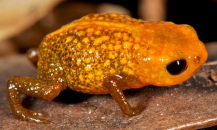Poisonous orange mini-frogs discovered in Brazilian forest