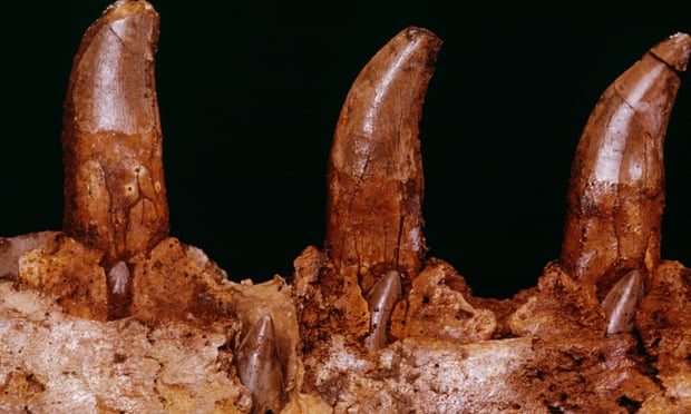 Teeth of a Megalosaurus. Photograph: Louie Psihoyos/Corbis