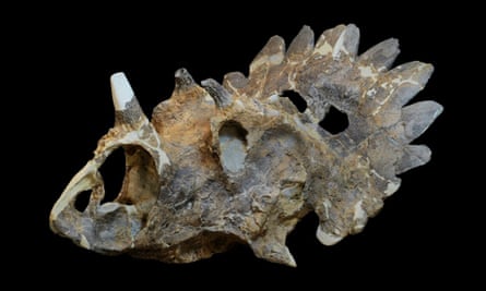 New species of dinosaur, the regaliceratops, discoʋered in Canada | Dinosaurs | The Guardian