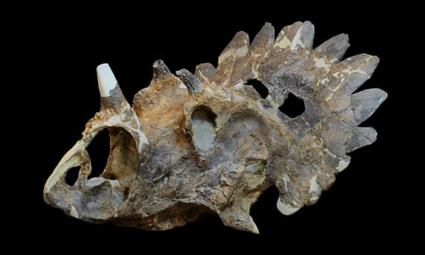The near-complete regaliceratops skull, first spotted protruding from a cliff in Alberta, Canada.