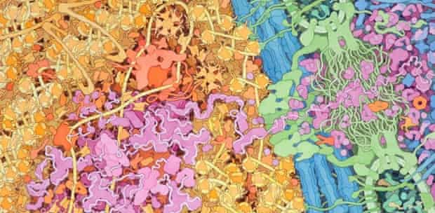 David Goodsell's painting of the cell nucleus