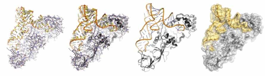Computer-generated representations of protein and RNA in a molecular embrace (an aminoacyl tRNA synthetase)