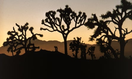 The Joshua Tree National Monument in the Californian desert.