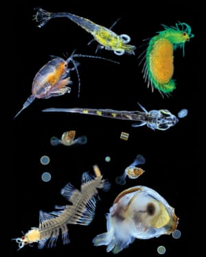 Plankton collected in Shimoda bay in autumn with a 0.2-mm mesh net. Organisms measure a maximum of 5 to 7 mm.