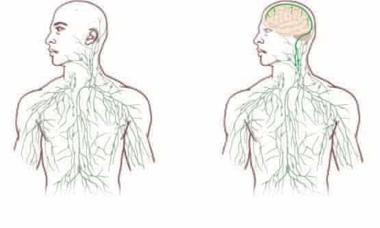 The lymphatic system as understood before the discover, left and and with the new vessels included, right.