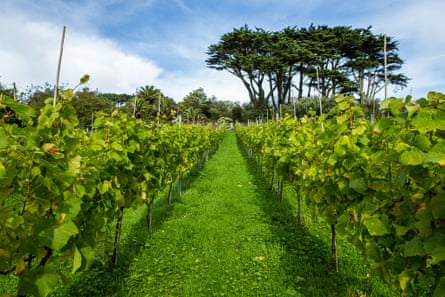 Holy Vale vineyard