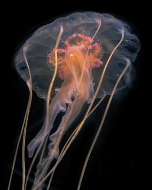 Four pink-coloured female gonads surrounded by four oral arms and eight tentacles lie beneath the umbrella of Pelagia noctiluca.