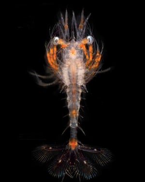 Penaeid shrimp larva Solenocera crassicornis. Collected in the bay of Villefranche-Sur-Mer