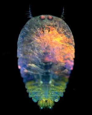 Female Sapphirina copepod