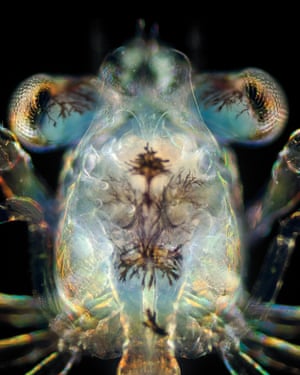 A close-up of the compound eyes of a megalopa larva.