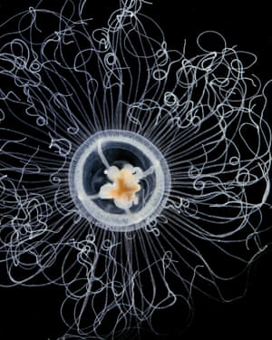 Oceania armata. Its closely related cousin, Turritopsis dohrnii, was recently featured in the media as an example of an organism that may achieve immortality.