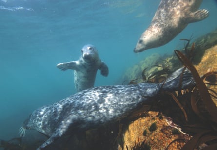 Snorkelling with seals off St Martin's