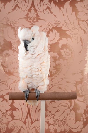 Claire Rosen's birds of paradise - in pictures | Art and design | The