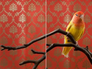 Claire Rosen's birds of paradise - in pictures | Art and design | The
