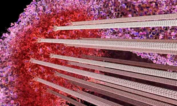 Microtubule rods interacting with the kinetochore (red) – just before cell division 