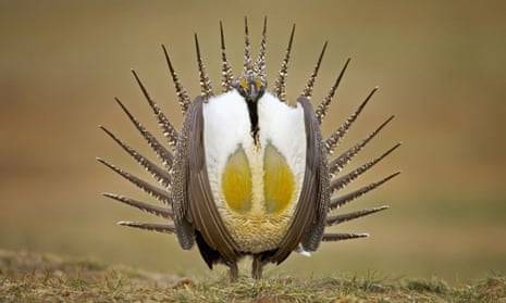 Under threat: the greater sage-grouse.