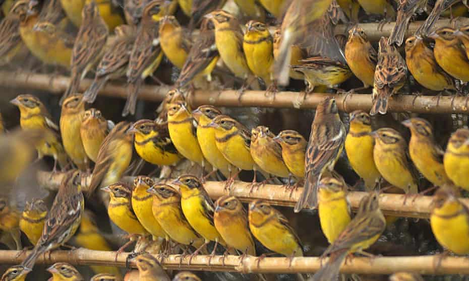 shows yellow-breasted buntings from a charge of 1600 that were confiscated at a trapping site in Foshan, in China's Guangdong province. The yellow-breasted bunting, a bird that was once one of the most abundant in Europe and Asia, is be
