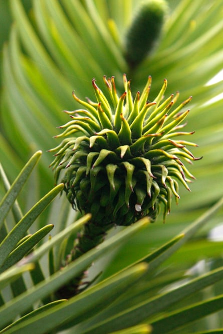 Wollemi pine