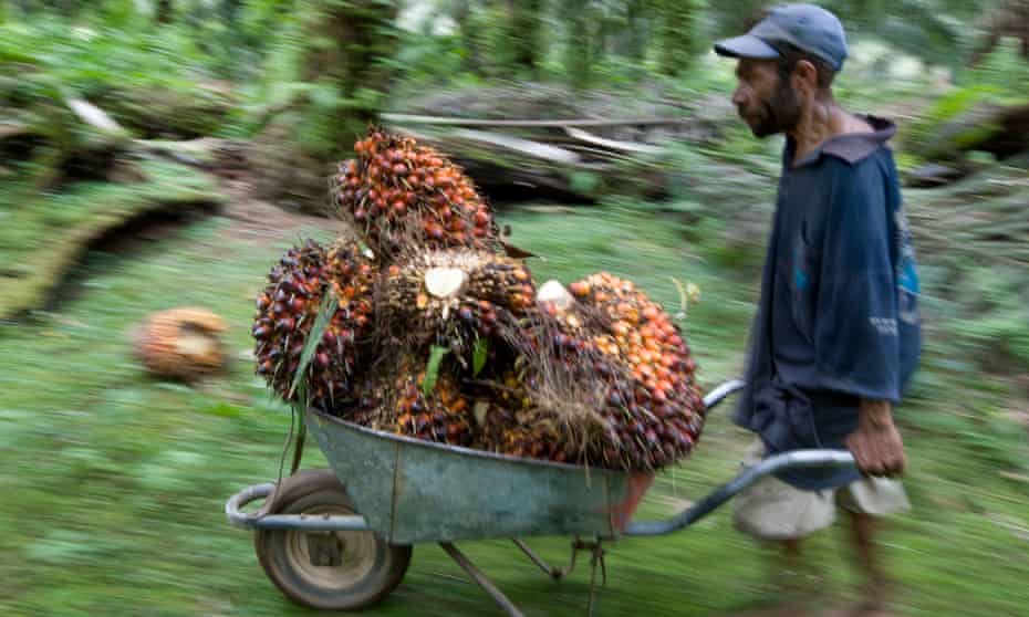 A worker cutting and collecting palm oil fruits.