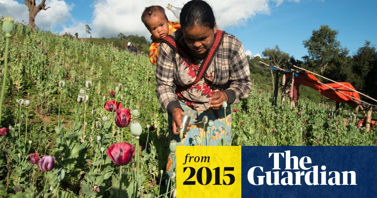 Farmers in Burma swap opium poppies for coffee crops – in pictures