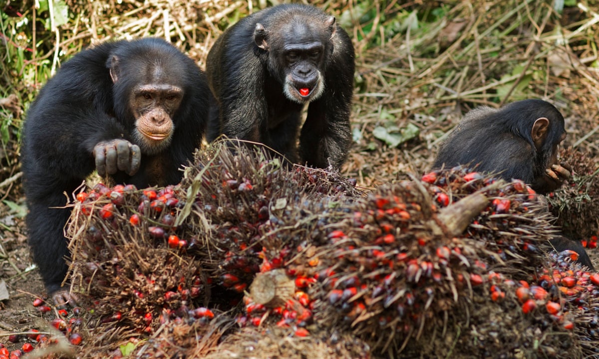 Wild Chimps in Guinea