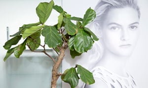 cheeseplant and print