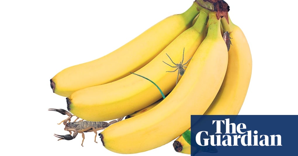 Scorpions Spiders And Lizards When Did Buying Bananas Become So Dangerous Uk News The Guardian